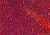 Красный темный голографический РН300